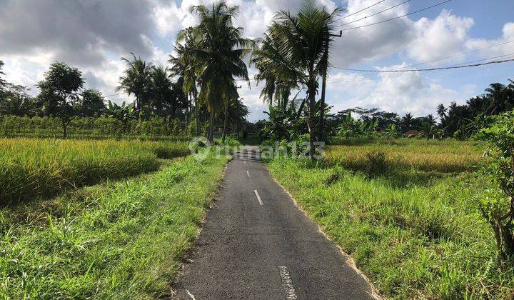 LAND FOR RENTAL FULL VIEW OF COOL FIELDS AND JUNGLE SUITABLE FOR VILLA RENTAL  2