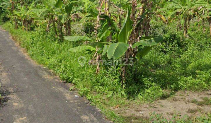 TANAH KAVLING ZONA KUNING UKURAN KECIL DI UBUD  2