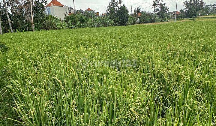 TANAH UKURAN KECIL DI KETEWEL DEKAT KE SANUR  1