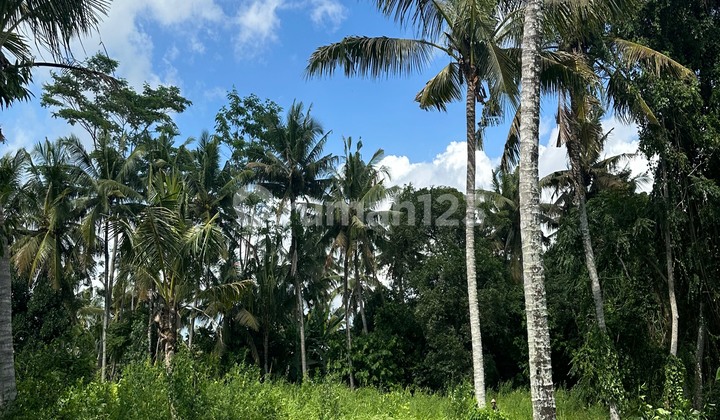 TANAH HARGA MURAH DI LODTUNDUH SIAP BANGUN TANAH HARGA MURAH DI LODTUNDUH SIAP BANGUN