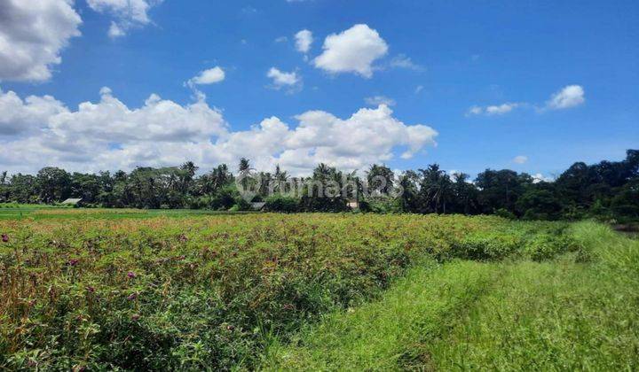 CHEAP PRICE RICE VIEW LAND IN SATURDAY, UBUD 1