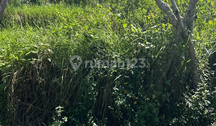 Cheap Yellow Zone Land Near Ubud Suitable for Villa Rental