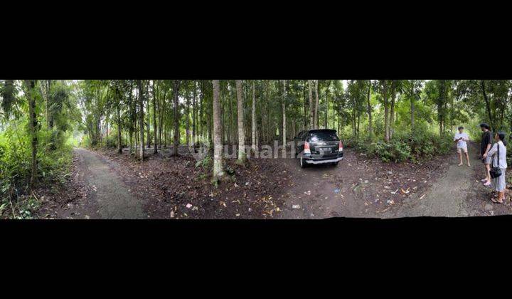 HUTAN MAHONI SUPER MURAH DEKAT WISATA TIRTA GANGGA  1