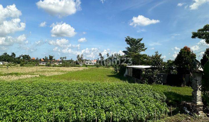 ASPHALT ROADSIDE LAND WITH RICE FIELD VIEW CHEAP PRICE 1