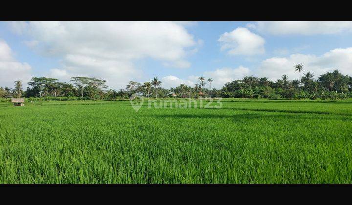 LAND FOR RENTAL SUPER BEAUTIFUL RICE FIELD VIEW RESORT ENVIRONMENT 1