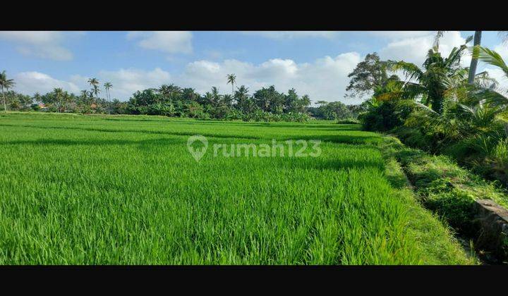 LAND FOR RENTAL SUPER BEAUTIFUL RICE FIELD VIEW RESORT ENVIRONMENT 2