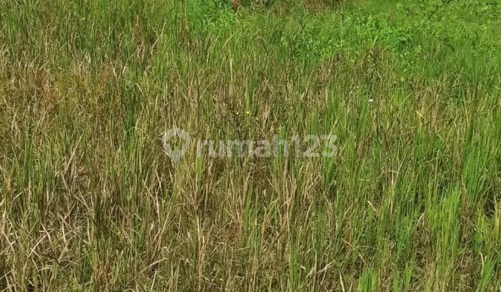 TANAH SEWA VIEW KEREN DI CENTRAL UBUD COCOK VILLA RENTAL TANAH SEWA VIEW KEREN DI CENTRAL UBUD COCOK VILLA RENTAL