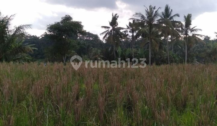 TANAH SEWA VIEW SAWAH DAN SUNSET KEREN DI UBUD AREA 