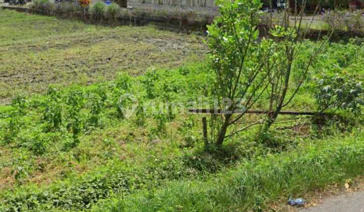 Tanah Sewa Strategis Di Canggu Area! Sangat Istimewa