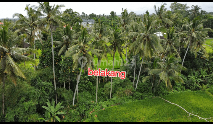 Tanah Sewa Murah Central Ubud View Sawah Hutan Sungai  2