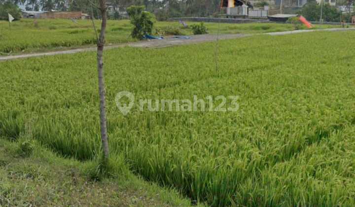 For Rent Land Located at Seseh Cemagi Beach Good Tourism Zone For Rent Land Located at Seseh Cemagi Beach Good Tourism Zone