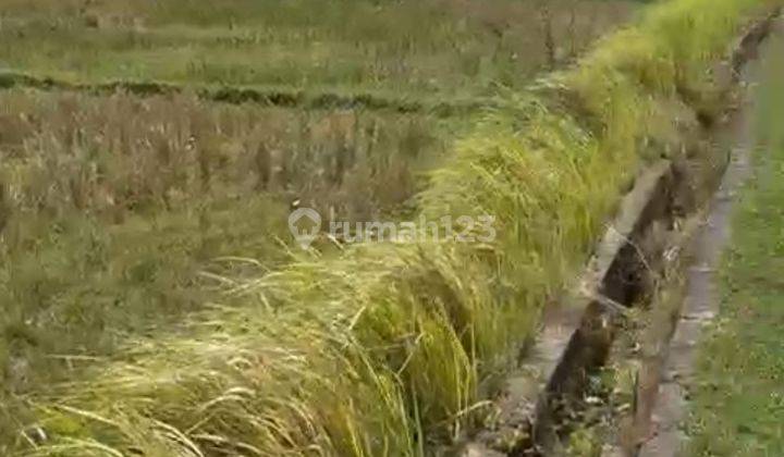 Tanah View Sungai Hutan Keren Di Lodtunduh Ubud  1