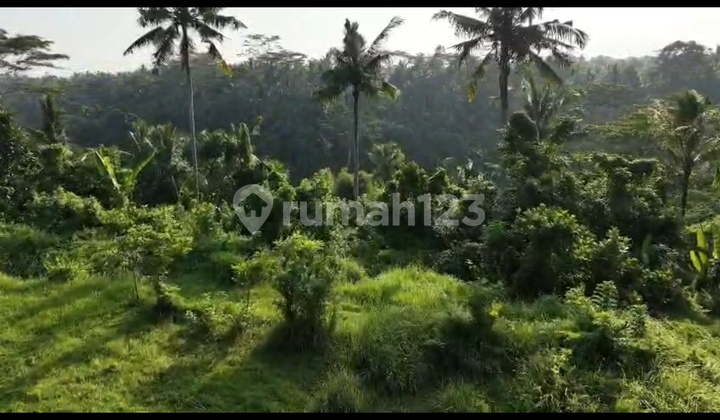 Tanah Sewa Zona Pink View Hutan Sungai