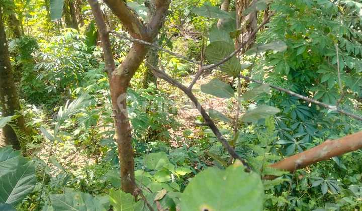 Tanah Termurah Dekat Ubud Cocok Vila Rental 