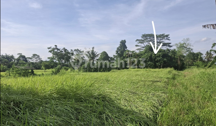 Beautiful Land View in Lodtunduh Ubud at an Affordable Price Beautiful Land View in Lodtunduh Ubud at an Affordable Price