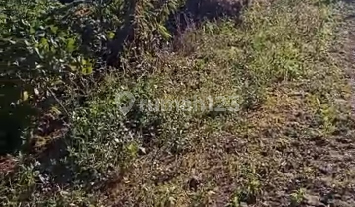 Tanah View Bukit Gunung Laut Harga Murah Di Munduk 