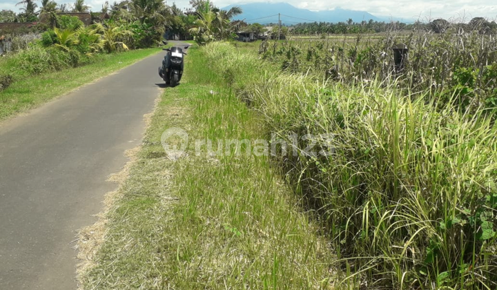 Land View Rice Fields Near Abian Kapas Beach Tabanan