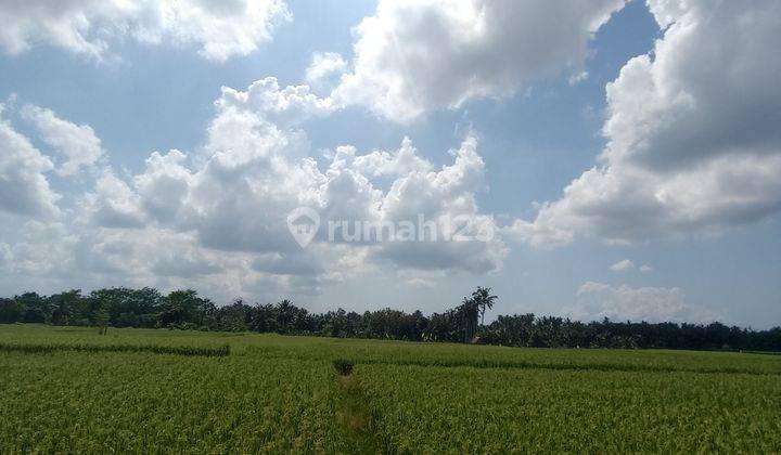 THE CHEAPEST RICE LAND IN LODTUNDUH UBUD 2