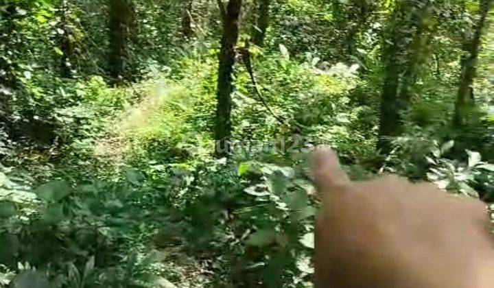 LAND FOR RENT ON CLIF LOS SUNGAI COOL FOREST SUITABLE FOR RESORT 2