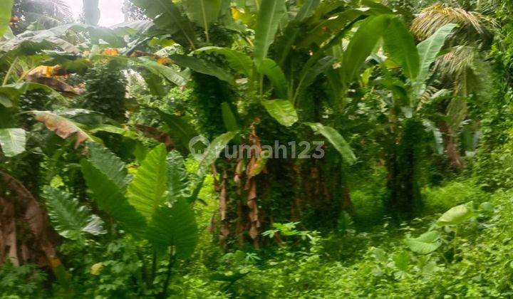 LAND FOR RENT YELLOW ZONE FOREST VIEW SUITABLE FOR VILLA COMPLEX 2