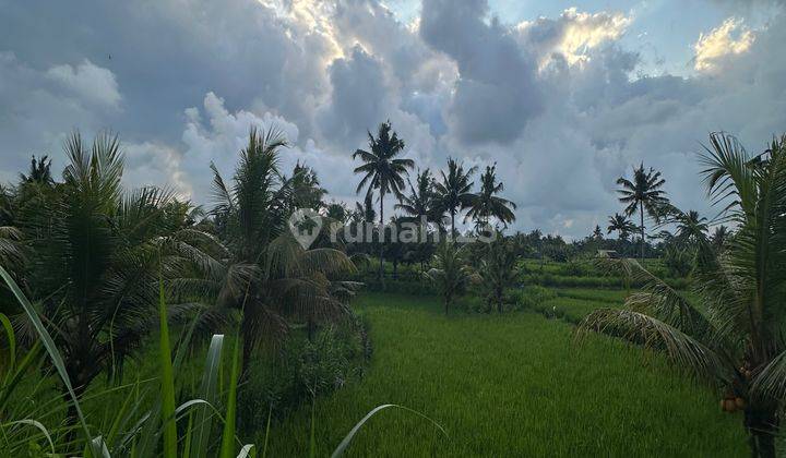 Land View Sawah Sunset In Front Of Hosinoya Resort Cheap Price 1