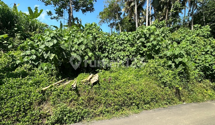 Tanah View Sawah Hutan Jalan Lebar Zona Kuning