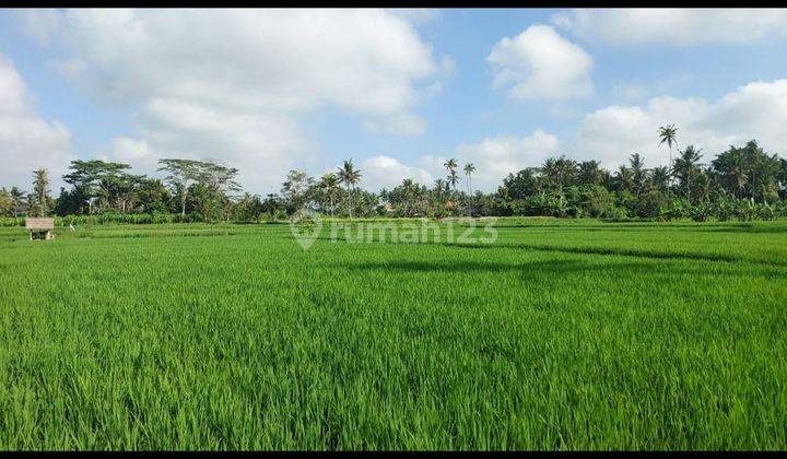 LAND FOR RENT IN TOURISM ZONE WITH ABADI RICE FIELD VIEW SUITABLE FOR VILLA BUSINESS 2