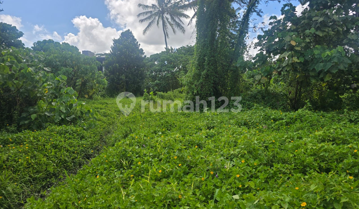 Tanah Sewa Zona Pink Mas Ubud View Hutan Sawah Tanah Sewa Zona Pink Mas Ubud View Hutan Sawah