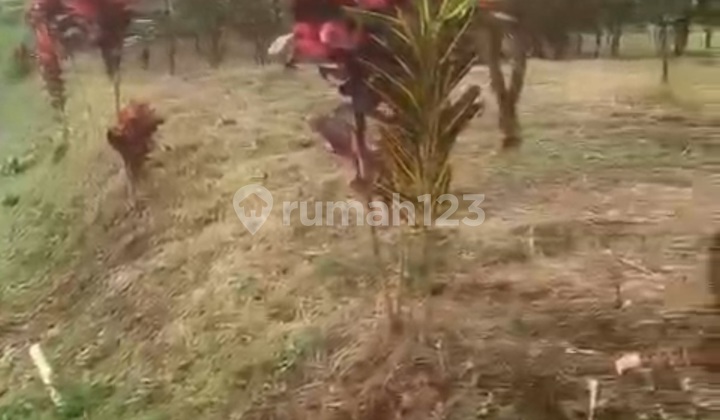 Murau Land Orange Orchard Kintamani For Investment