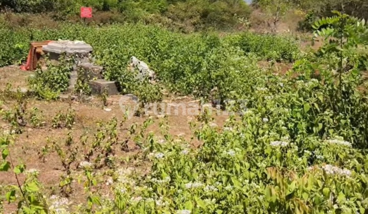 Tanah Bagus Nusa Dua Untuk Vila Rental Dan Vila Pribadi Tanah Bagus Nusa Dua Untuk Vila Rental Dan Vila Pribadi