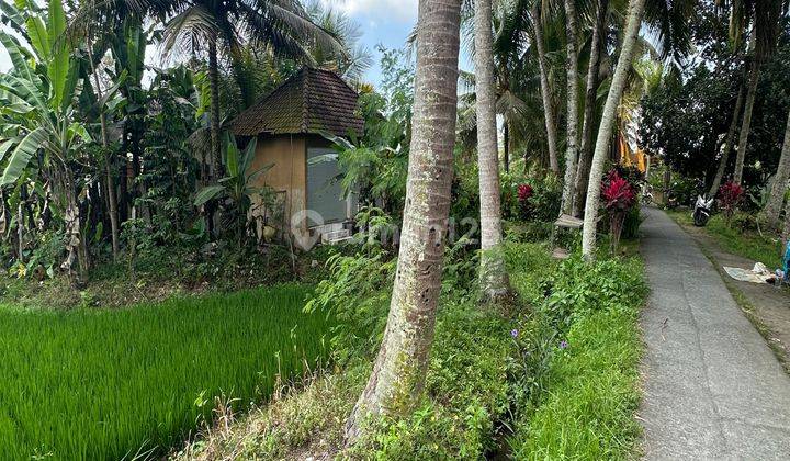 Tanah Sewa View Sawah Keren Di Central Ubud Harga Murah 2