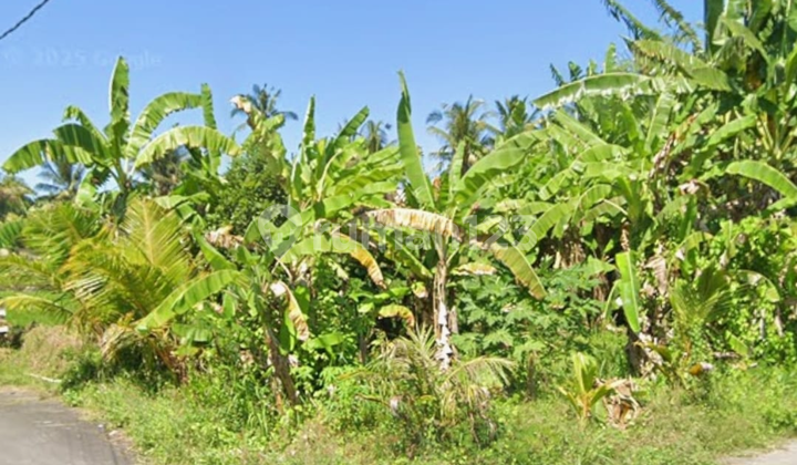 Tanah Zona Kuning Dekat Pantai Saba Siap Bangun Villa