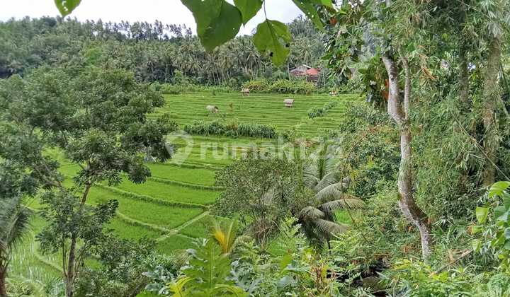 Jual Tanah Dekat Amankila Resort Manggis View Sawah Hutan Keren