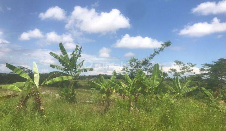 CHEAP LAND WITH RICE FIELD VIEW NEAR UBUD AREA 1