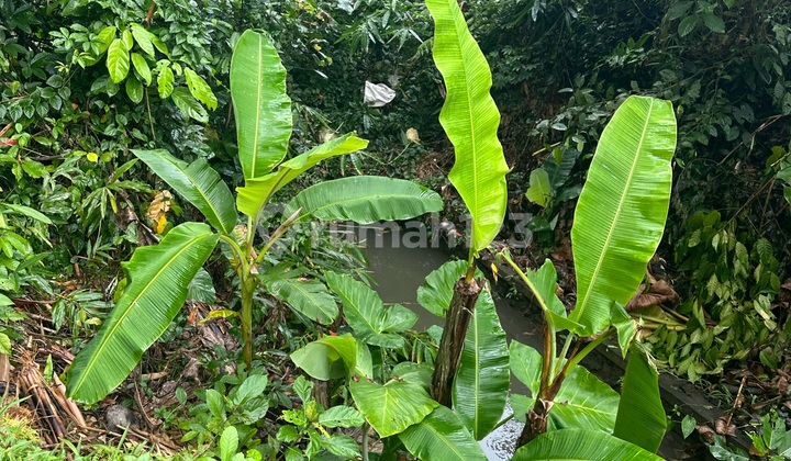 Tanah View Cantik Sungai Hutan Cocok Villa Rental 