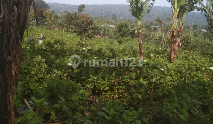 Tanah Murah Dekat Danau Buyan Cocok Vila Pribadi