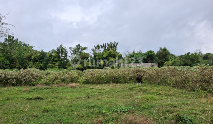 Tanah Zona Kuning Harga Murah Kutuh Kuta Selatan Tanah Zona Kuning Harga Murah Kutuh Kuta Selatan