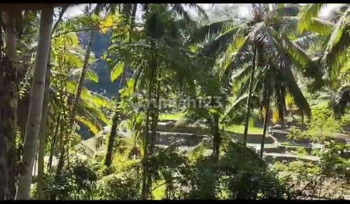 YELLOW ZONE LAND COOL VIEW OF RICE FIELDS FOREST AND RIVER IN UBUD 2