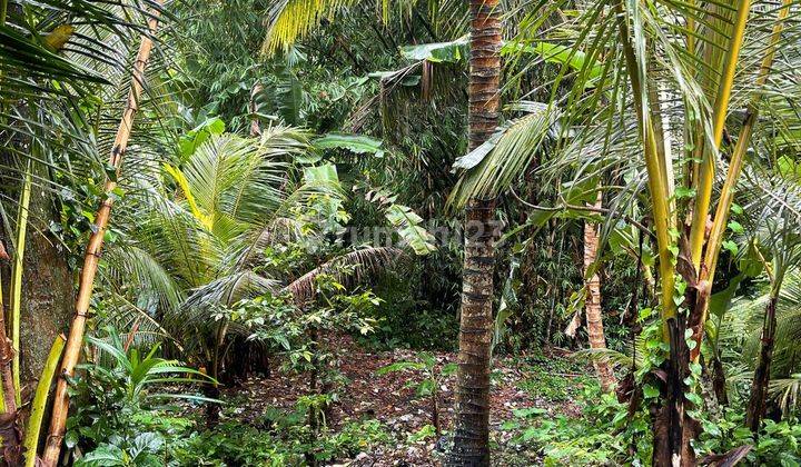 Tanah Sewa Central Ubud Harga Murah View Sawah  2