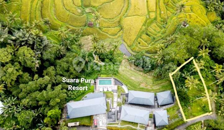 Tanah View Sawah Terasering Super Keren Harga Murah Tanah View Sawah Terasering Super Keren Harga Murah