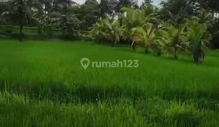 Tanah View Sawah Abadi Cocok Villa Atau Hotel 2