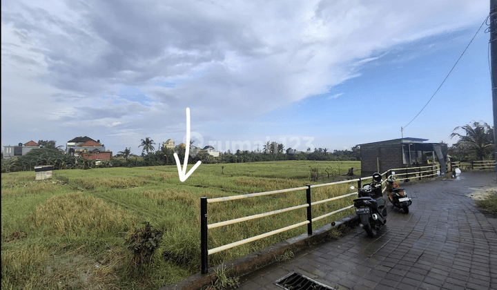 Tanah Sewa Super Murah Cocok Bisnis Rental Di Sukawati 2