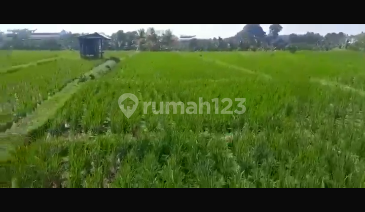 Affordable Land in Marga Tabanan with Rice Field View, Suitable for Private Villa Affordable Land in Marga Tabanan with Rice Field View, Suitable for Private Villa