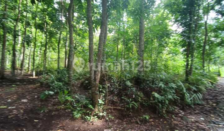 Tanah Kebun Mahoni Cocok Investasi Dekat Objek Wisata 