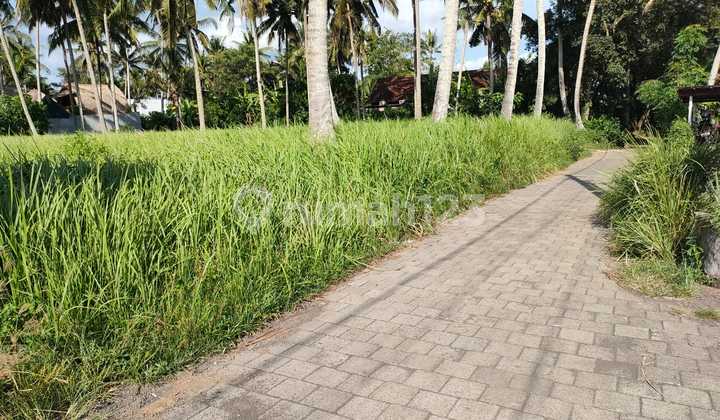 Tanah Zona Kuning Siap Bangun Vila Rental Lodtunduh Ubud Tanah Zona Kuning Siap Bangun Vila Rental Lodtunduh Ubud