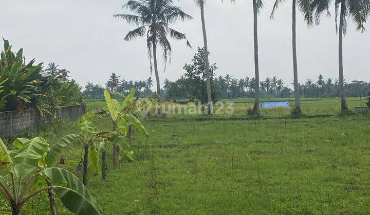 Tanah Zona Kuning Super Murah Di Kemenuh Ubud  1