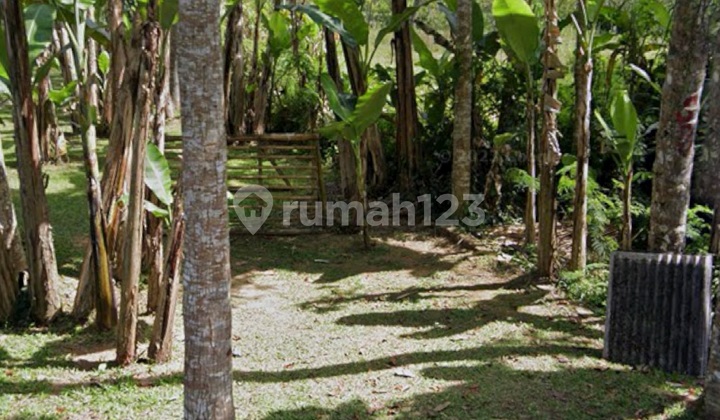 Tanah Murah Zona Kuning View Hutan Siap Bangun Villa Tanah Murah Zona Kuning View Hutan Siap Bangun Villa