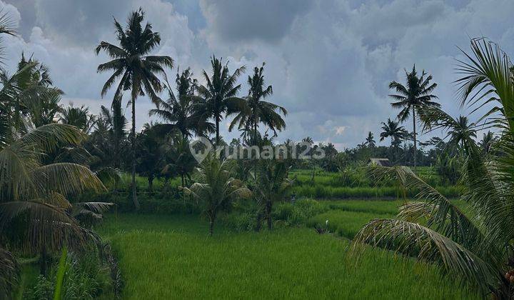 Land View Sawah Sunset In Front Of Hosinoya Resort Cheap Price 2