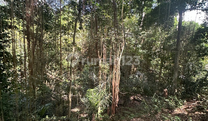 Land with Forest River View in Yellow Zone Ready to Build