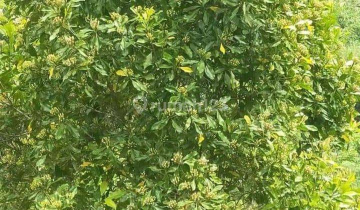 KEBUN CENGKEH SIAP PANEN DI BULELENG HARGA MURAH 1